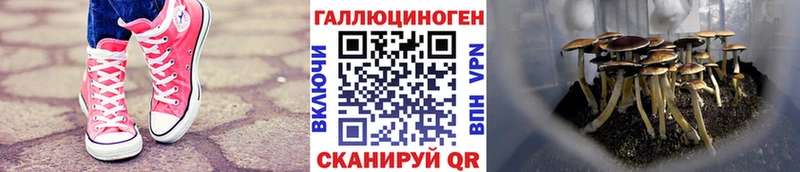 Галлюциногенные грибы мицелий Купить где Новокубанск